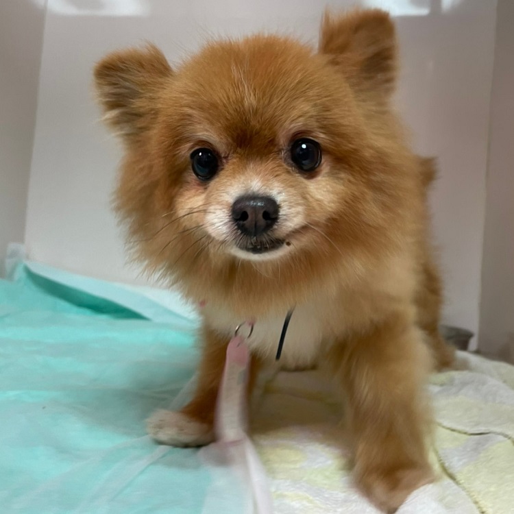 ハグ 譲渡決定21 8 13 公益財団法人 神奈川県動物愛護協会